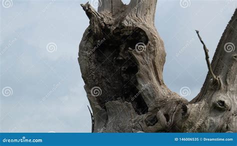 Petrified Oak Tree Close Up Stock Image Image Of Close Frost 146006535