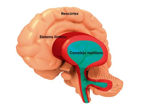 Evoluci N De Las Partes Del Cerebro Enriquerubio Net