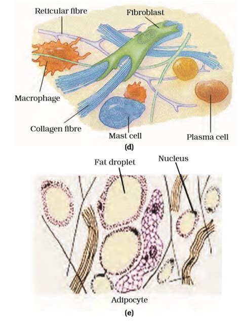 Tissues Ncert Class 9 Science