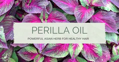 PERILLA OIL BENEFITS A Powerful Asian Herb For Healthy Hair Simply