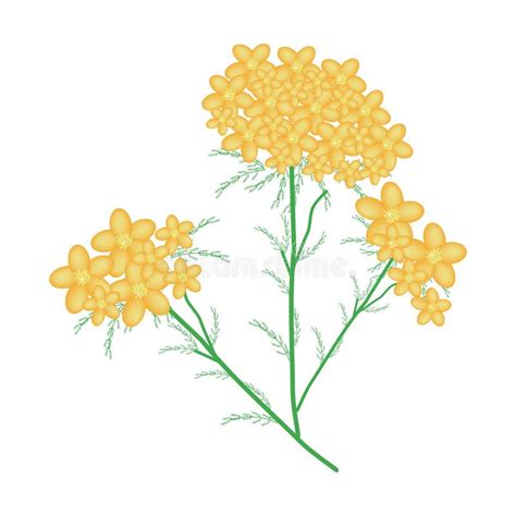 Milenrama O Flores Amarilla De Achillea Millefolium Ilustración Del Vector Ilustración De