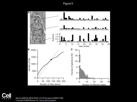 Rat Olfactory Bulb Mitral Cells Receive Sparse Glomerular Inputs Ppt