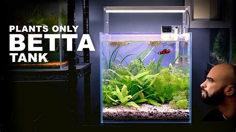 Aquascape Tutorial Betta Fish Cube Aquarium Plants Only How To Step