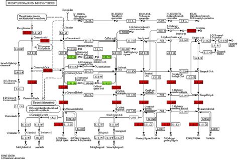 Differential Regulation Of Phenylpropanoid Biosynthesis Pathway In M