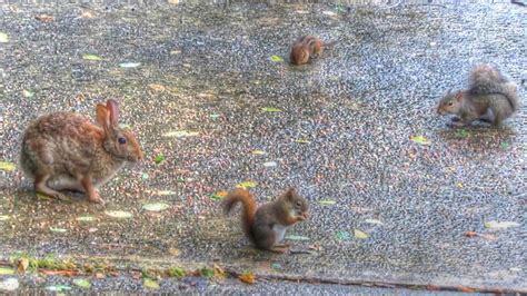 Backyard Birding....and Nature: Little Furry Friends: Red Squirrel ...