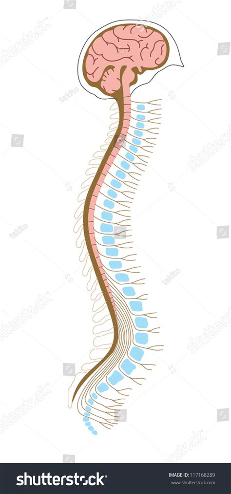 Human Brain And Spinal Cord Stock Photo 117168289 Shutterstock