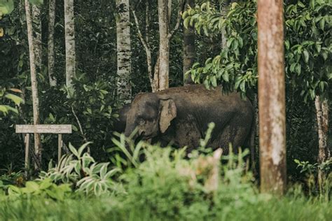 Seekor Gajah Ditemukan Mati Di Perkebunan Sawit Riau Diduga Diracun