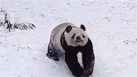 Overjoyed Pandas Can't Get Enough of D.C. Snow - Videos from The ...