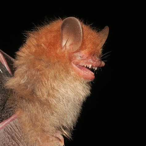 Bats Evicted From Prehistoric Manipur Cave For Tourism Study The Hindu