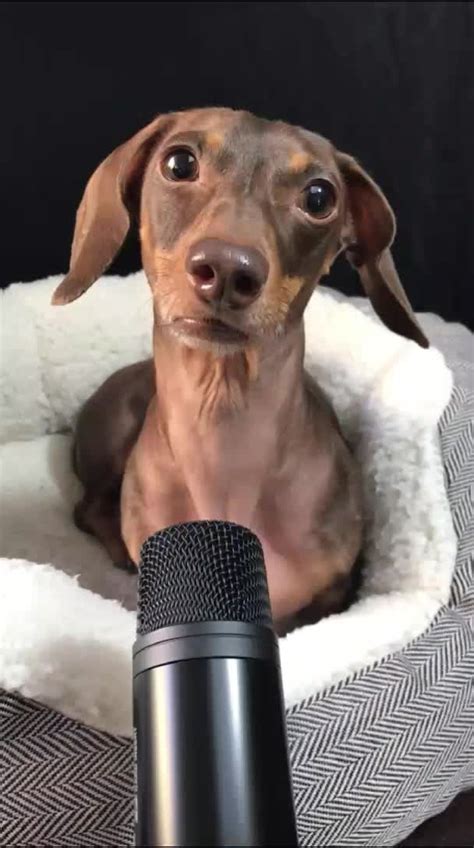 TikTok · Moonpie Starbox | Weiner dog humor, Funny dachshund pictures, Dachshund funny video