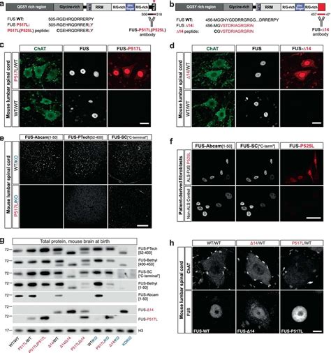 Variable Reactivity Of Commercial Antibodies With Mutant Fus