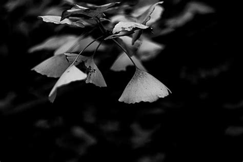 Black And White Ginkgo Leaves Background Images HD Pictures And