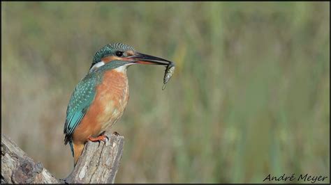 Martin pêcheur Kingfisher Eisvogel Martin pescatore eur Flickr