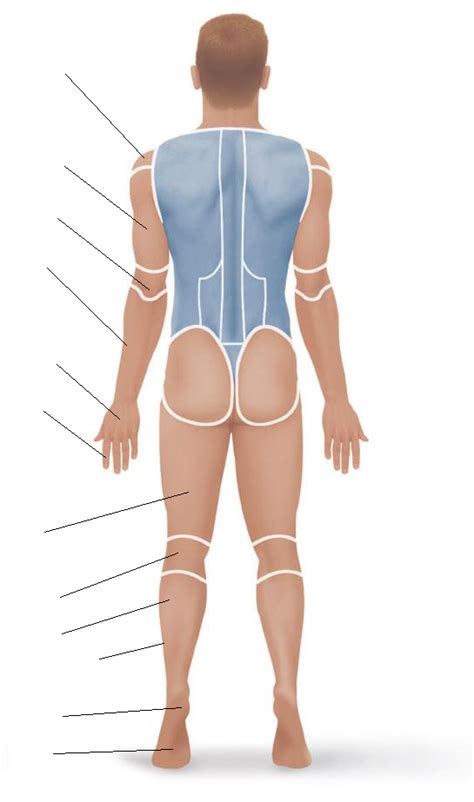 Posterior Dorsal View Diagram Quizlet The Best Porn Website