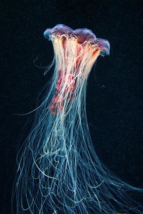 Jellyfish Madness by Alexander Semenov | Art and Design