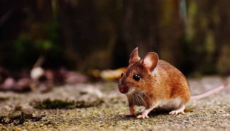 Dromen Over Muizen Betekenis Van Een Een Muis In Jouw Droom