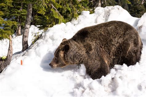 16 cute photos of Grouse Mountain's grizzly bears awakening from ...