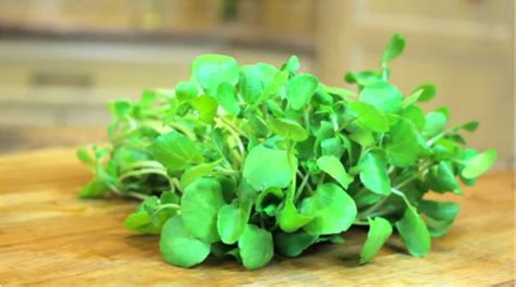 Health Benefits Of Watercress The Watercress Farm