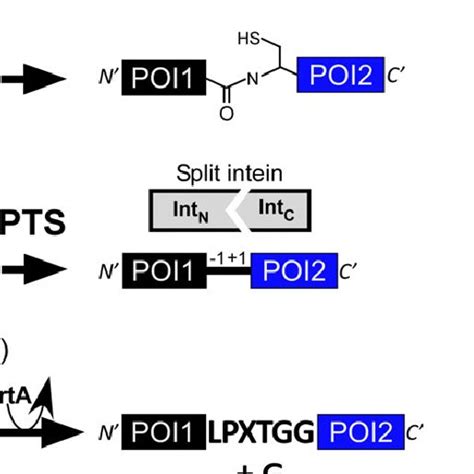 Commonly Used Protein Ligation Methods A NCL And EPL B PTS Via