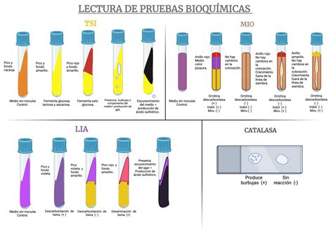 PRUEBAS BIOQUIMICAS EN BACTERIOLOGÍA BIOCHEMICAL TEST BioRender