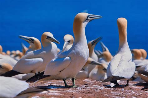 Types of Seabirds From Around the World - American Oceans