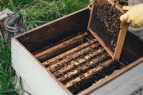 Learn More About Honey Farms And Honeybees During Nationalhoneymonth