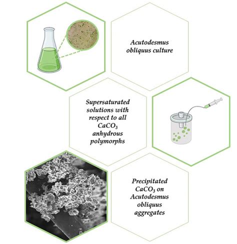 Biomimetics Free Full Text Calcium Carbonate Mineralization Of