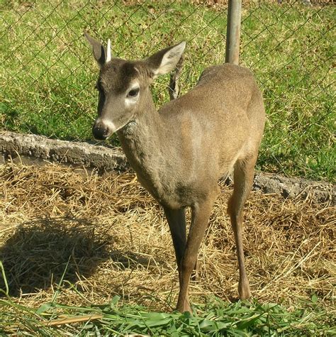 Venado De Cola Blanca EL VENADO COLA BLANCA MAMIFERO NAC Flickr