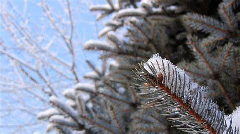 Banco de imagens árvore natureza ramo neve inverno plantar