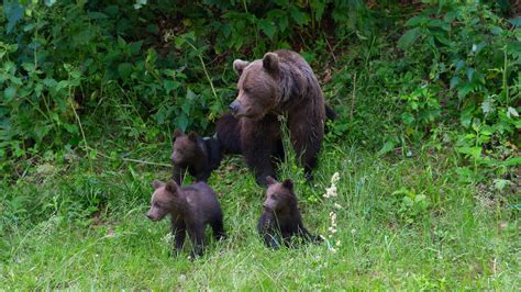 Rum Nien Steigende B Ren Population Bedroht Menschen Jagd Oder Export