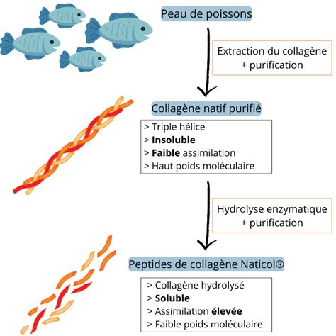 Collagène marin hydrolysé Naticol en Gélules ou en Poudre