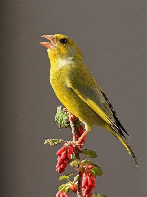 Love Birds Beautiful Birds Greenfinch Canary Birds Cotswolds