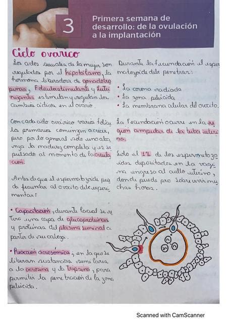 Primera semana del desarrollo disco germinal trilaminar El Rincón