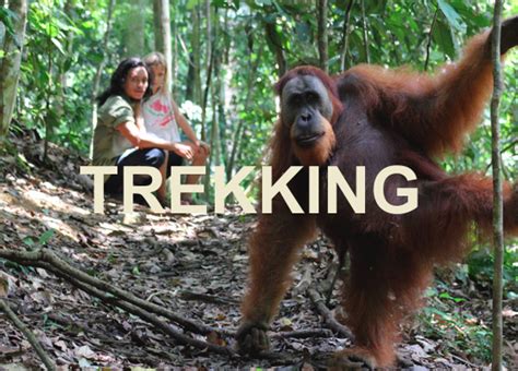 Booking Hotel Orangutan