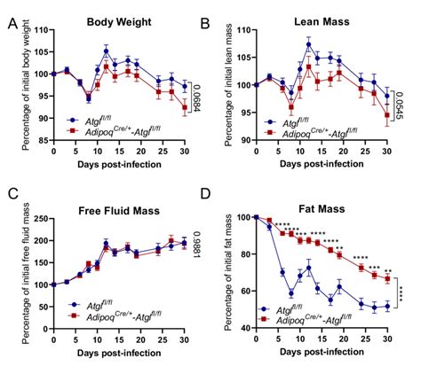 Effect Of Adipocyte Specific Atgl Deficiency In Body Composition And