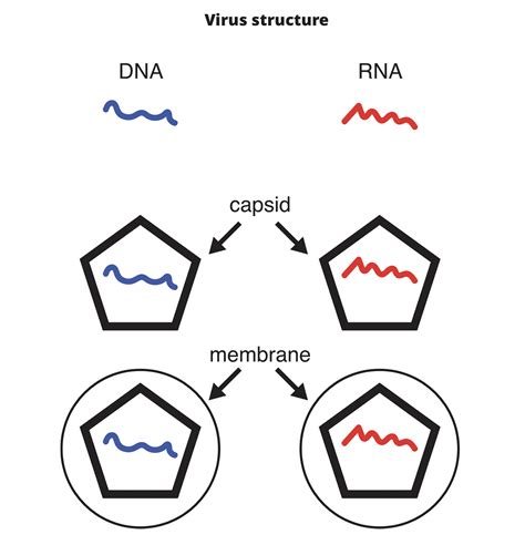 What is a virus? An exploration for middle school students