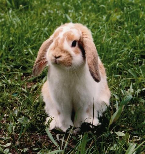 Conejo Belier Caracter Sticas Fotos Y V Deos Rabbit Breeds Whats