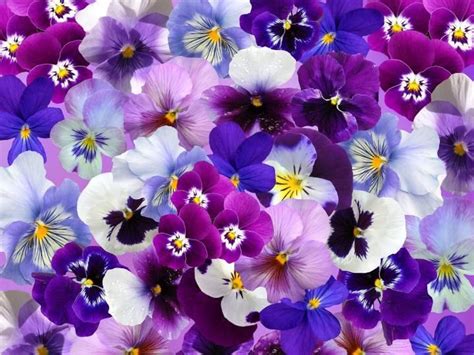 10 Pretty Pansy Varieties Pansies Pansies Flowers Annual Flowers