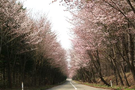 2018世界一の桜並木情報（4／26）｜岩木山観光協会｜山で動く。山が動く。岩木山観光協会公式ウェブサイト