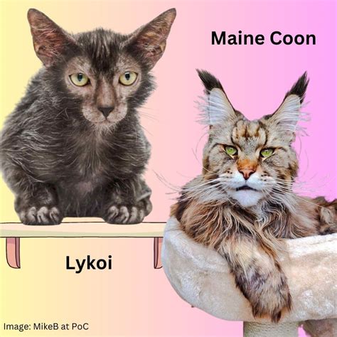 Your Maine Coon Guide