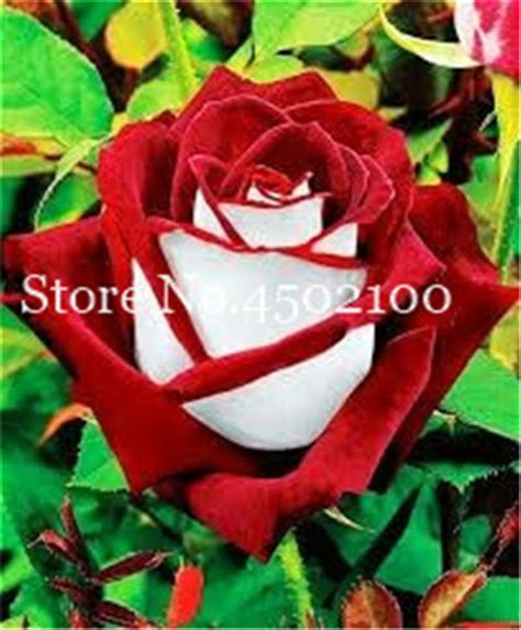 100 Pcs Exotic German Dragon Rose Seeds BestSeedsOnline Free