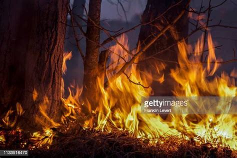 64 North Carolina Wildfire Stock Photos, High-Res Pictures, and Images ...