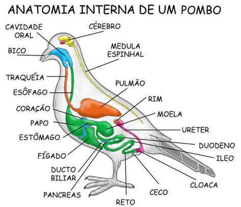 Anatomia Dos Passaros Yahoo Image Search Results Em 2023 Dicas De