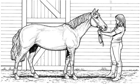 Horse Coloring Pages Print For Free 90 Images