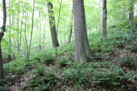 Dry Mesic Southern Forest Photos Michigan Natural Features Inventory