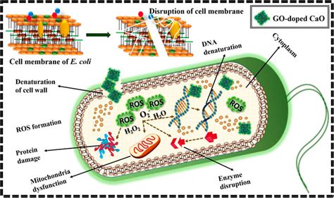 Frontiers Experimental And Dft Study Of Go Decorated Cao Quantum Dots