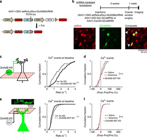 Glun B Expression In Sst Interneurons Mediates Effect Of Ketamine On