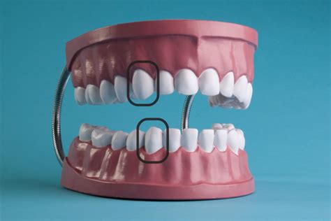 Tipos de dientes y sus funciones - Simon Blas