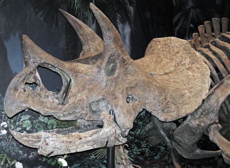 Triceratops Prorsus Ceratopsian Dinosaur Hell Creek For Flickr