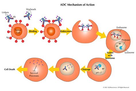 The ABCs Of ADCs An Introduction To Antibody Drug Conjugates IQ